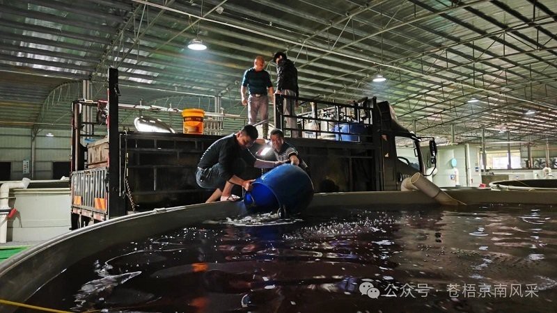 蒼梧龍魚店【關于蒼梧地區的龍魚相關商業信息】