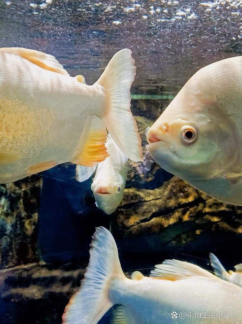 淮北水族店【淮北水族店淮北海洋世界】