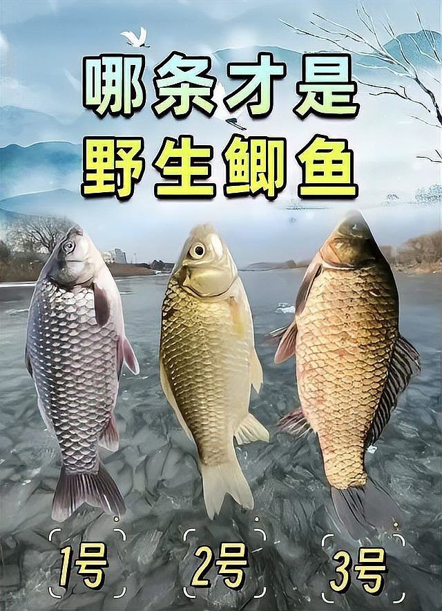 鯽魚品種排名【盤點鯽魚品種的權(quán)威排名及詳細分析彭澤鯽（蘆花鯽）】