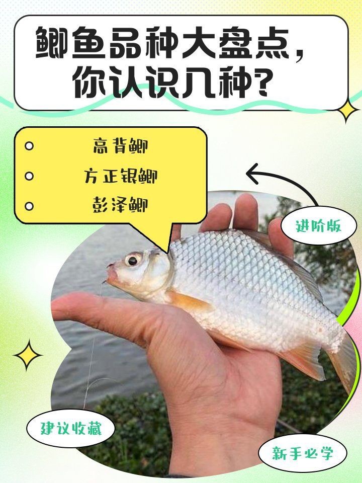 鯽魚品種排名【盤點鯽魚品種的權(quán)威排名及詳細分析彭澤鯽（蘆花鯽）】