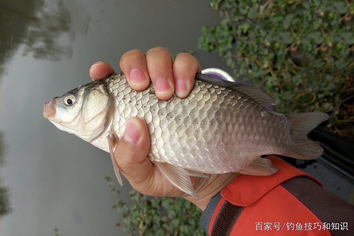 鯽魚品種排名【盤點鯽魚品種的權(quán)威排名及詳細分析彭澤鯽（蘆花鯽）】