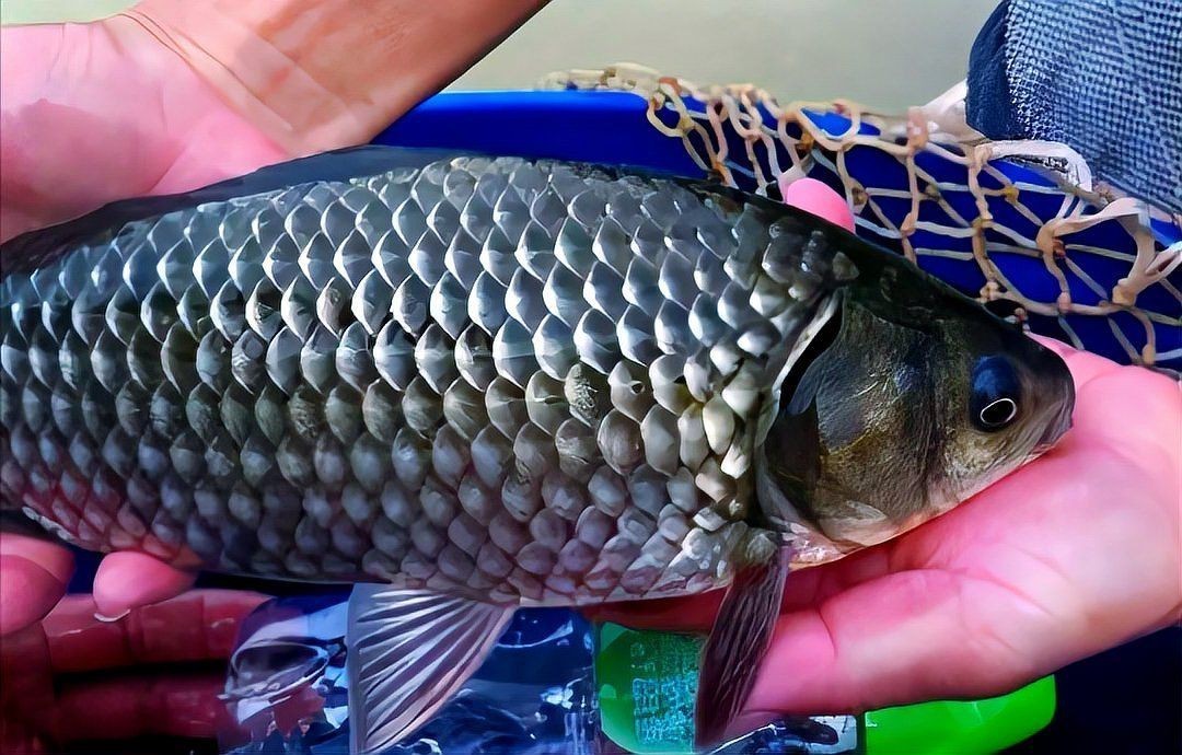 鯽魚品種排名【盤點鯽魚品種的權(quán)威排名及詳細分析彭澤鯽（蘆花鯽）】