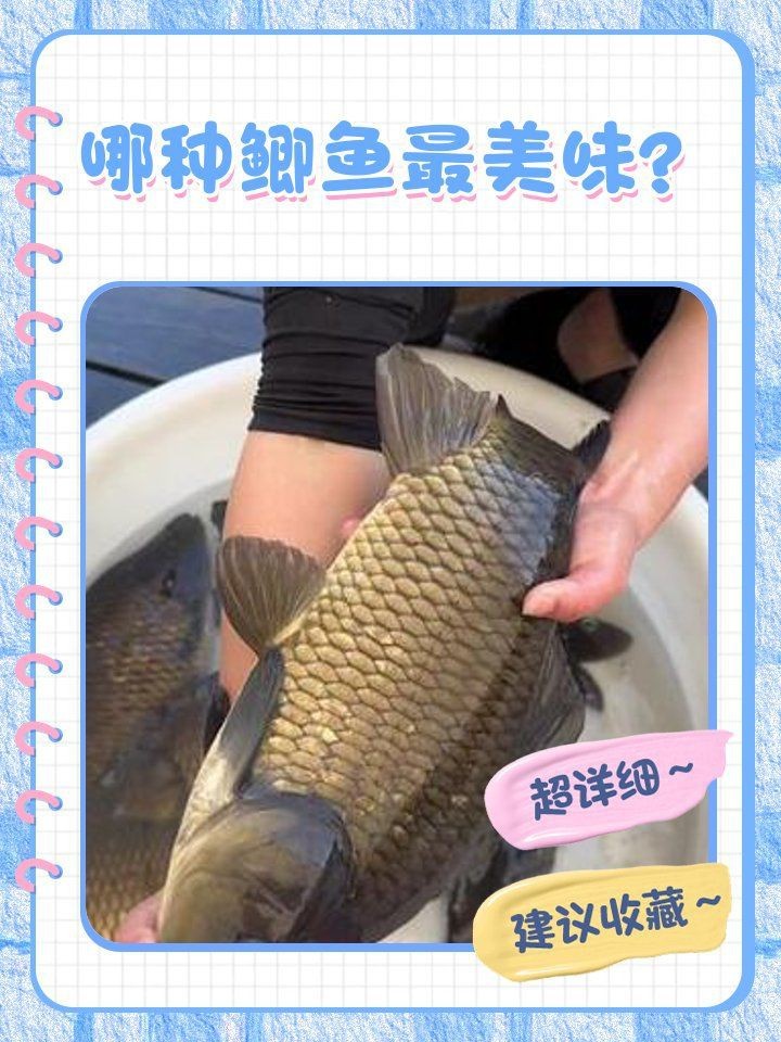 鯽魚品種排名【盤點鯽魚品種的權(quán)威排名及詳細分析彭澤鯽（蘆花鯽）】