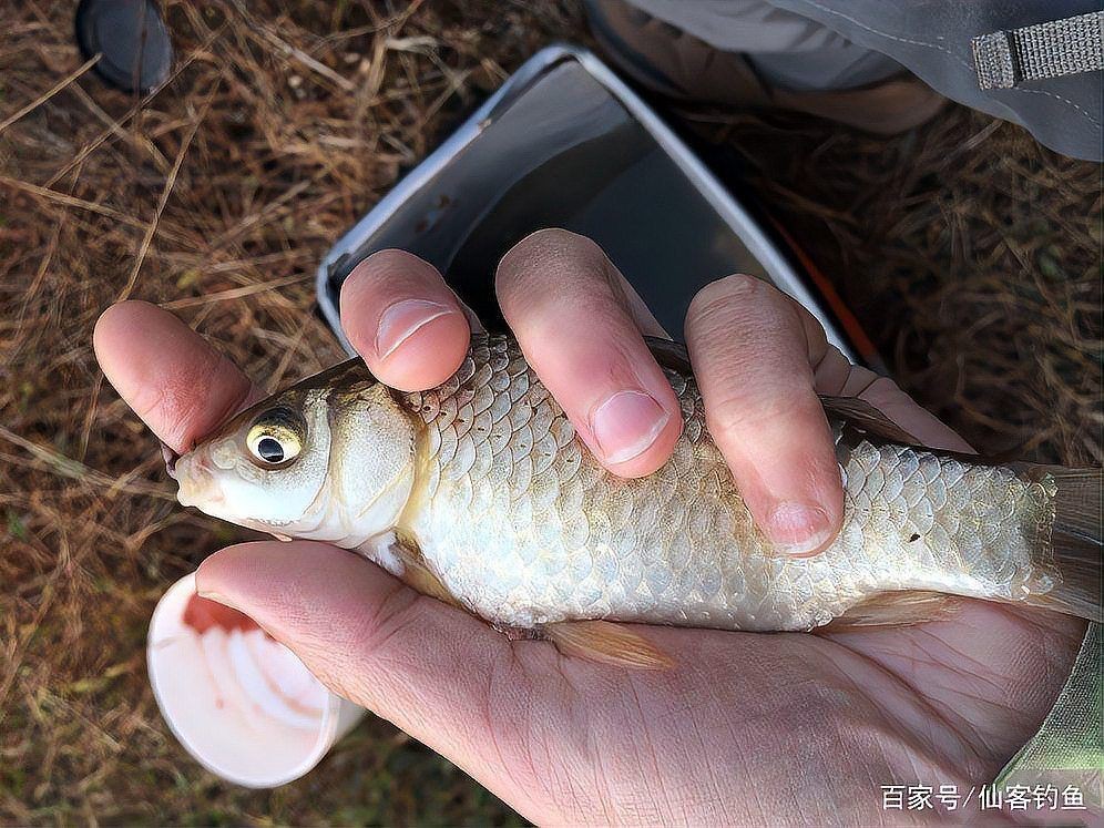 鯽魚品種排名【盤點鯽魚品種的權(quán)威排名及詳細分析彭澤鯽（蘆花鯽）】