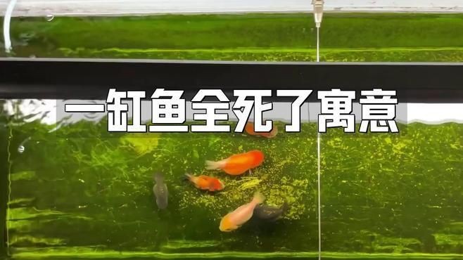 不同文化對魚死亡的看法有何不同？【不同文化對魚死亡的解讀存在顯著差異】