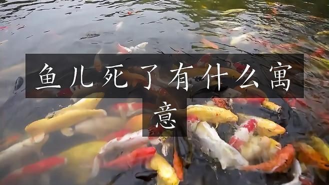 不同文化對魚死亡的看法有何不同？【不同文化對魚死亡的解讀存在顯著差異】