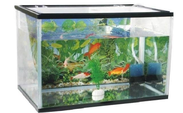 通化水族店【關于通化市水族店的綜合介紹】 全國水族館企業名錄 第13張 通化水族店【關于通化市水族店的綜合介紹】 通化水族店【關于通化市水族店的綜合介紹】 全國水族館企業名錄 第13張