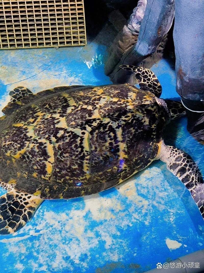 荊州水族店【荊州小梅沙海洋館揭幕啦,帶您暢游2萬(wàn)平米海底世界!】