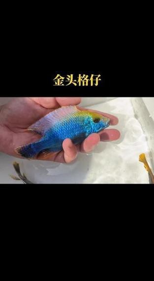 金頭過背的圖片【如何快速區(qū)分金頭過背金龍魚】