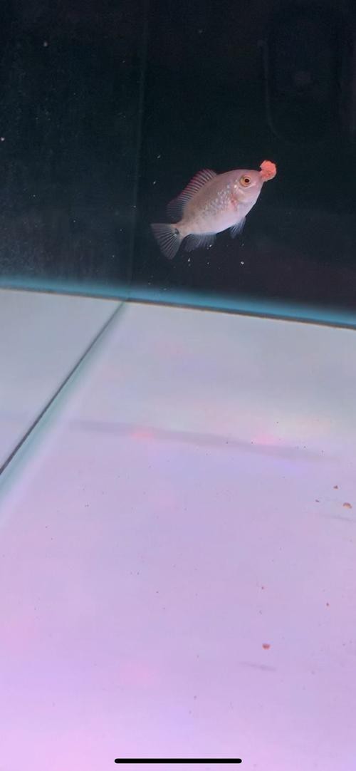 金頭過背的圖片【如何快速區(qū)分金頭過背金龍魚】