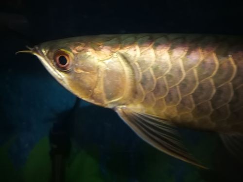 金頭過背的圖片【如何快速區(qū)分金頭過背金龍魚】