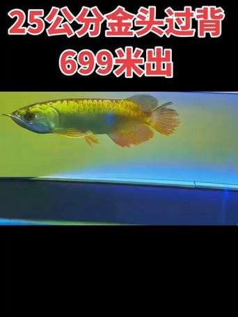 金頭過背的圖片【如何快速區(qū)分金頭過背金龍魚】
