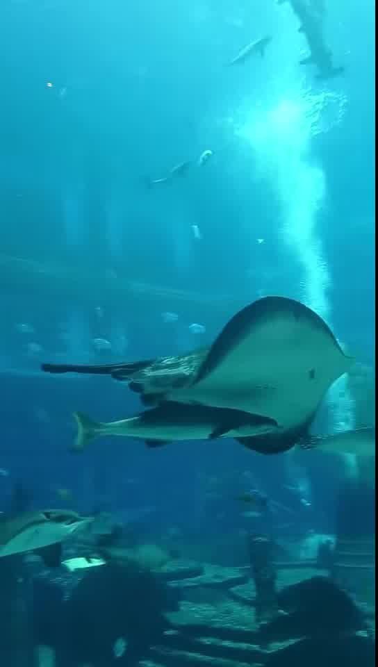 邕寧水族店【南寧邕寧區(qū)水族店?duì)I業(yè)時間推薦邕寧區(qū)特色水族店】