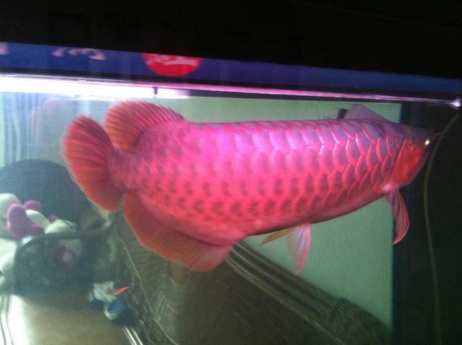 提供一些紅龍魚幼崽的圖片【關于紅龍魚幼崽的詳細描述及圖片建議及圖片建議】