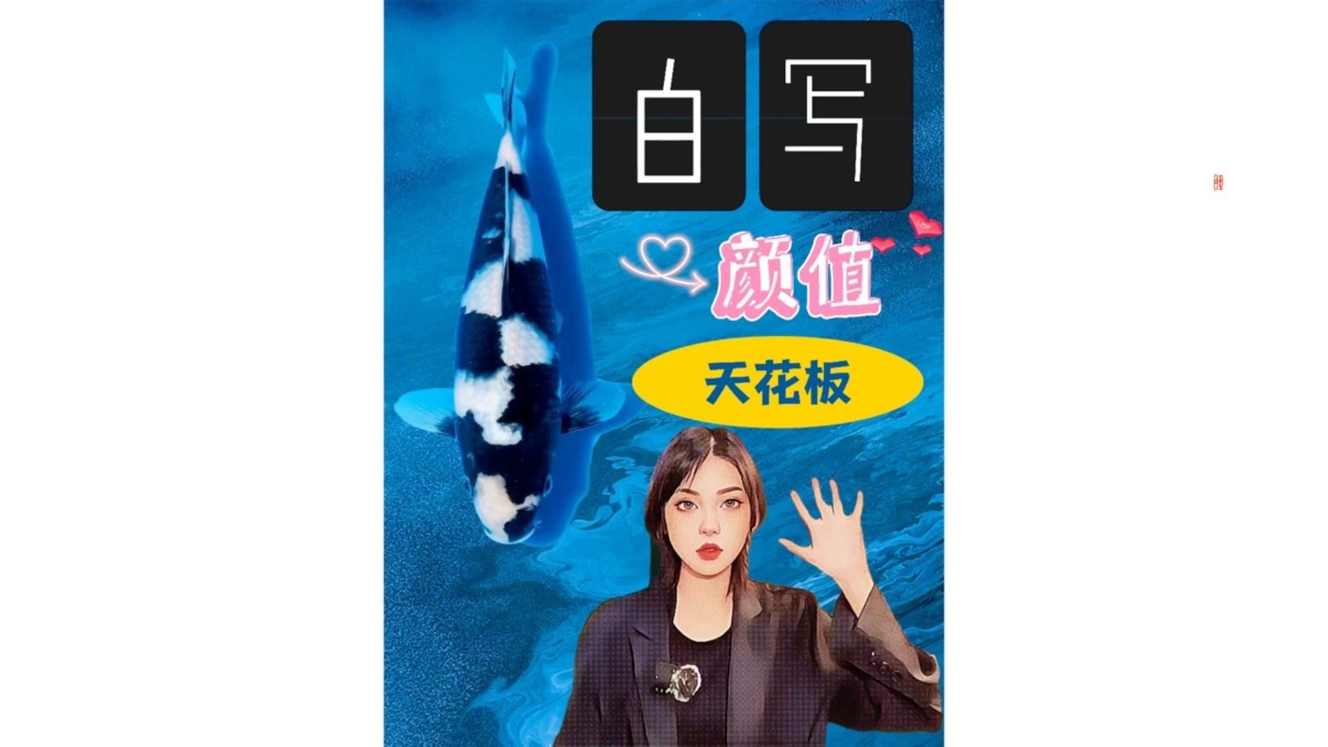 錦鯉奶牛與白寫哪個好【錦鯉奶牛與三色之外的大四鯉在外觀呈現出不同的美學風格】