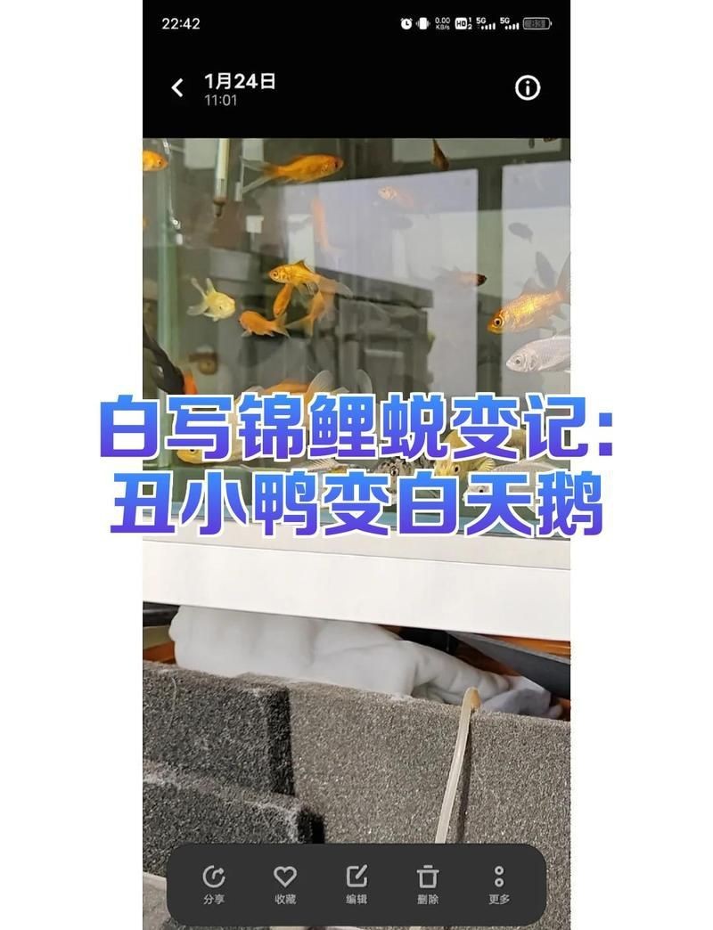 錦鯉奶牛與白寫哪個好【錦鯉奶牛與三色之外的大四鯉在外觀呈現出不同的美學風格】