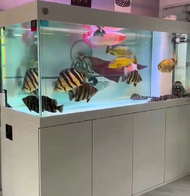 虎魚挑選口訣6個(gè)【虎魚如何挑選出健康優(yōu)質(zhì)的個(gè)體成為魚友們的必修課】