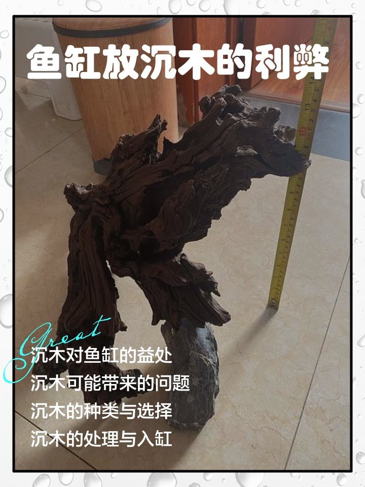 龍虎魚缸放沉木好嗎