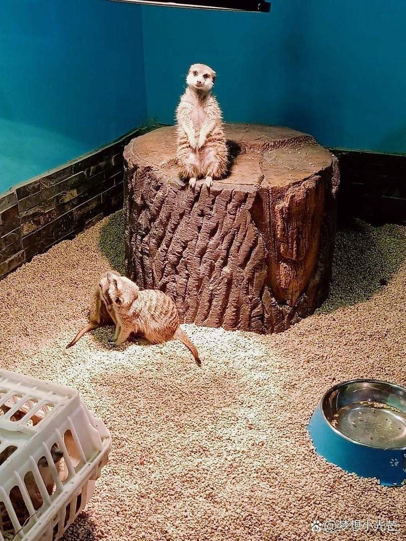 歷城水族店【濟南歷城區彩鰈水族店哪家口碑最好】
