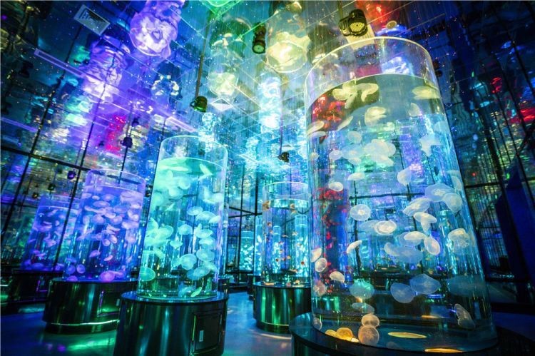 歷城水族店【濟南歷城區彩鰈水族店哪家口碑最好】