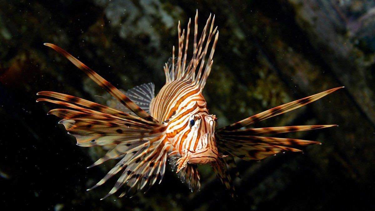 紅獅子魚(yú)價(jià)格 紅獅子魚(yú)價(jià)格 龍魚(yú)論壇 第3張