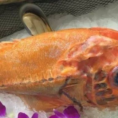 紅獅子魚(yú)價(jià)格 紅獅子魚(yú)價(jià)格 龍魚(yú)論壇 第6張