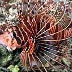 紅獅子魚(yú)價(jià)格 紅獅子魚(yú)價(jià)格 龍魚(yú)論壇 第10張