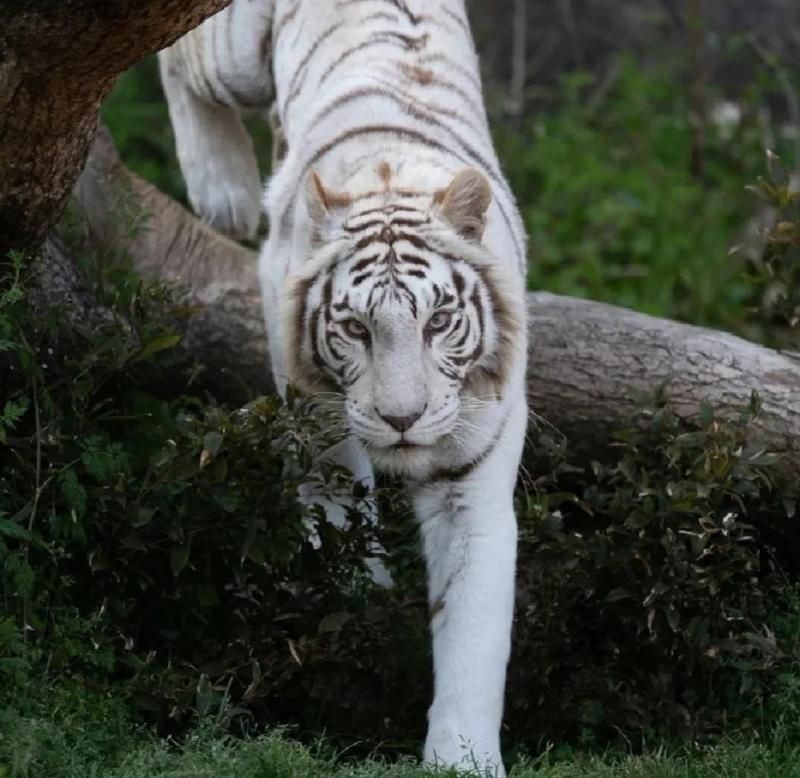 紅虎的寓意和象征【紅虎作為中國傳統文化中的獨特符號，融合了虎的原始象征與紅色文化的特殊內涵】