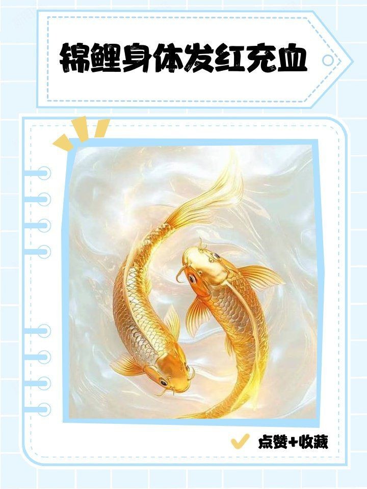 錦鯉身體發(fā)紅充血【錦鯉身體發(fā)紅充血怎么辦】