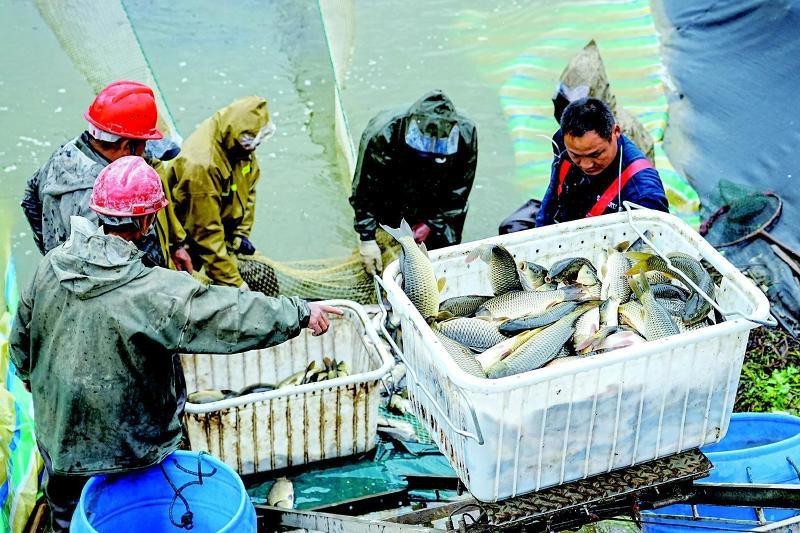 靖州龍魚店