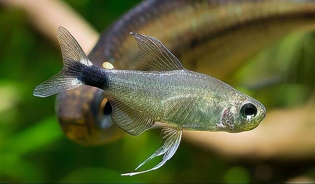 火熾金鉆魚(yú)什么價(jià)格【火熾金鉆魚(yú)價(jià)格概述】