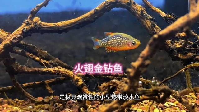 火熾金鉆魚(yú)什么價(jià)格【火熾金鉆魚(yú)價(jià)格概述】