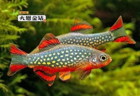 火熾金鉆魚(yú)什么價(jià)格【火熾金鉆魚(yú)價(jià)格概述】