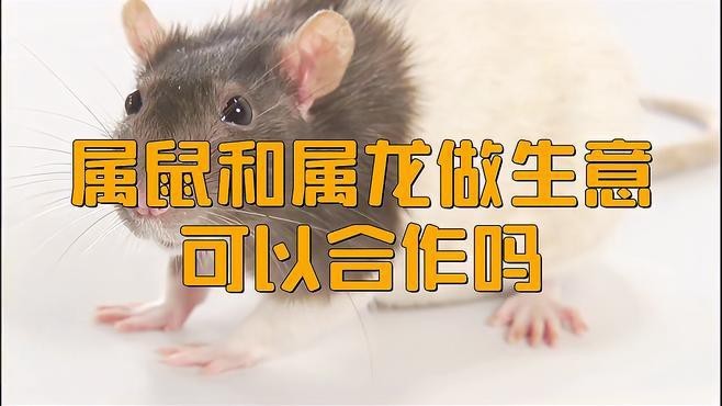 屬鼠和屬龍的合作案例有哪些？【屬鼠與屬龍的合作案例】