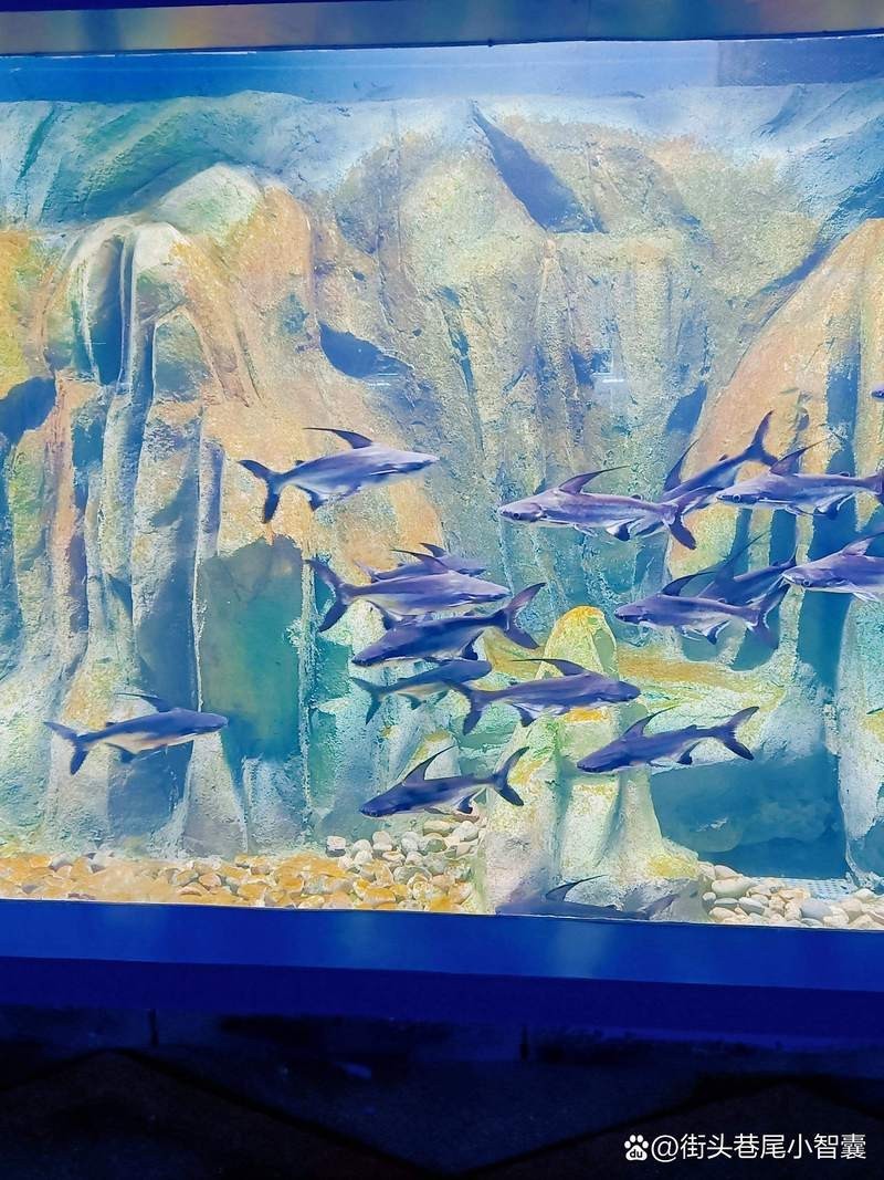 鄲城水族店【**鄲城水族店萬洋水族館】