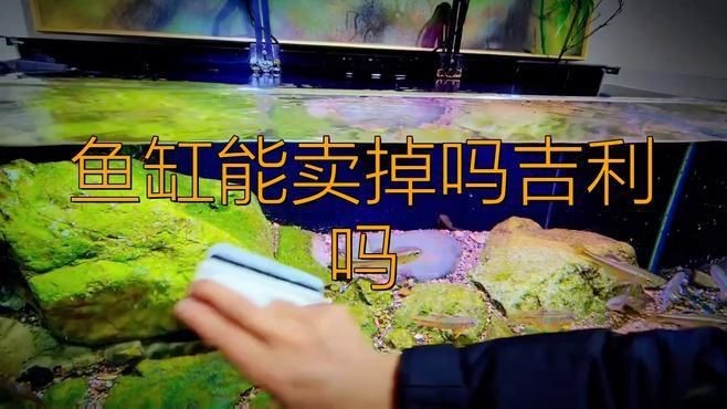 賣掉魚缸最忌三種東西【賣掉魚缸有什么忌諱】