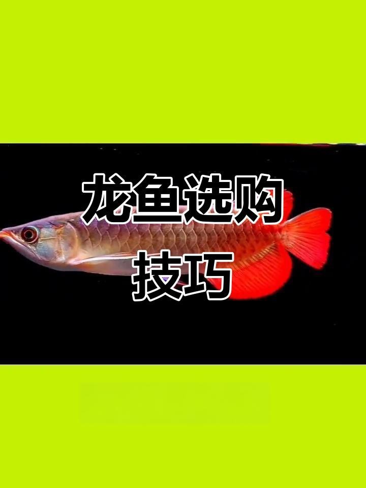 如何挑選新鮮的龍魚？【如何挑選新鮮龍魚】