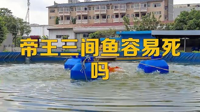 帝王三間魚適合新手養嗎【帝王三間魚好養嗎帝王三間魚飼養難度如何適合新手養嗎】