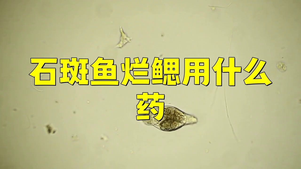 魚爛鰓用什么藥最好【胖丁煙火手記,魚鰓爛了最怕三個藥】