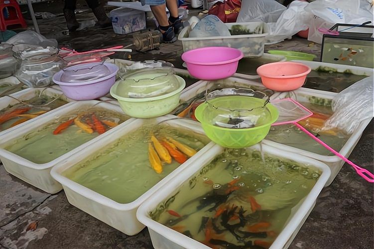 金龍魚苗怎么買【如何挑選優質的過背金龍魚魚苗】