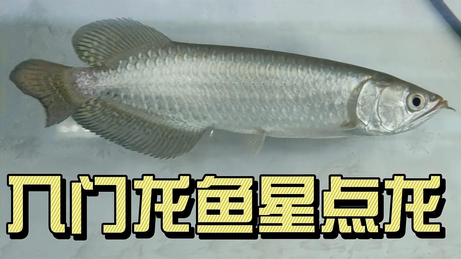星點龍魚有哪些品種？【星點龍魚的價格是多少】