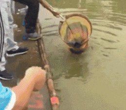 魚煮熟了寄生蟲會(huì)死嗎【魚煮熟了寄生蟲會(huì)死】