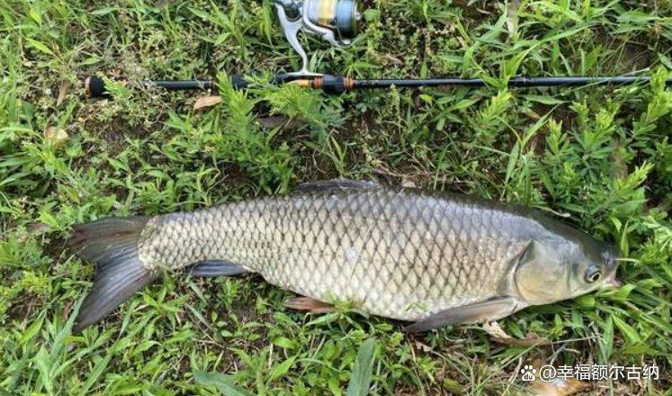 魚煮熟了寄生蟲會(huì)死嗎【魚煮熟了寄生蟲會(huì)死】