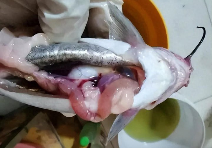 龍魚腹水會傳染嗎？【如何預防龍魚腹水】