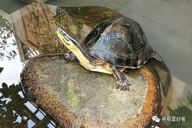 魚缸上放個龍龜可以嗎【關于魚缸上放龍龜的這一行為，從傳統寓意和實際擺放來看各有特點】