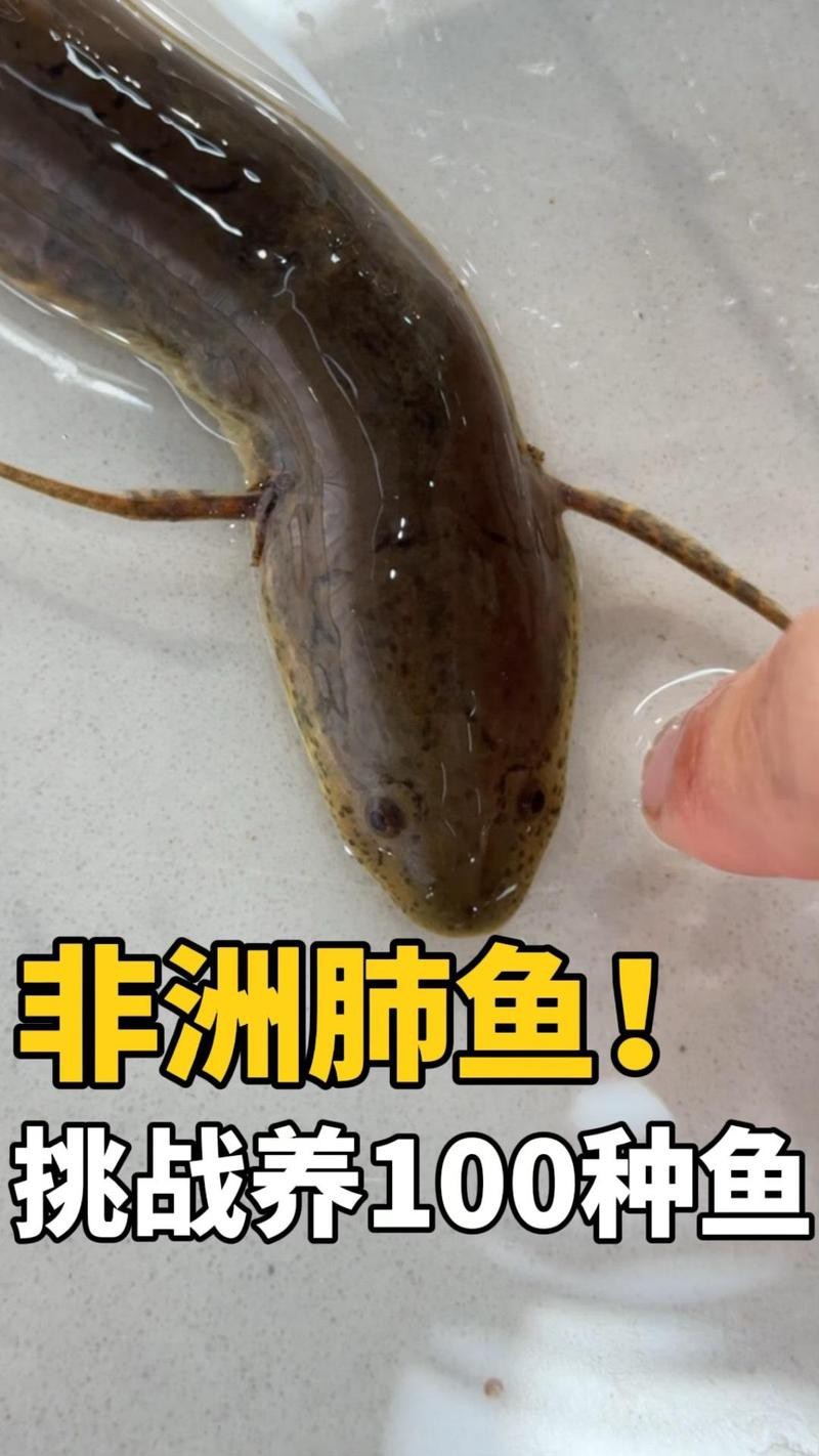 非洲肺魚好養嗎【非洲肺魚好養嗎，】