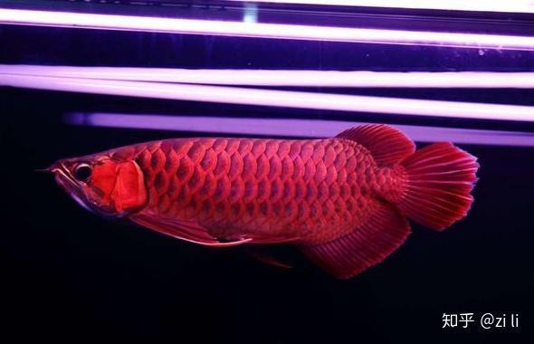 四大紅龍魚是哪四個【四大紅龍魚的色彩蛻變為紅龍魚的色彩蛻變，黃金紅龍的飼養領域】