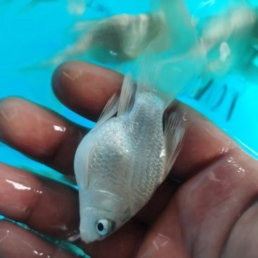 靜海龍魚店【天龍水族館的營業(yè)時(shí)間是靜海龍魚店哪家口碑最好】 靜海龍魚店【天龍水族館的營業(yè)時(shí)間是靜海龍魚店哪家口碑最好】 全國水族館企業(yè)名錄 第1張