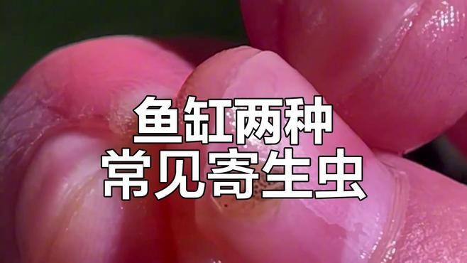如何預防龍魚外寄生蟲的感染？【龍魚體外寄生蟲癥狀與治療方法】