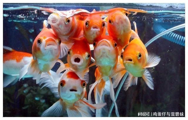 龍魚換水口訣一三五七【《龍魚換水口訣“一三五七”解析》**】